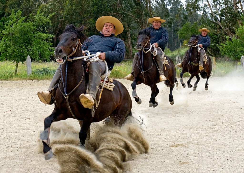 Gaucho beim Rodeotraining