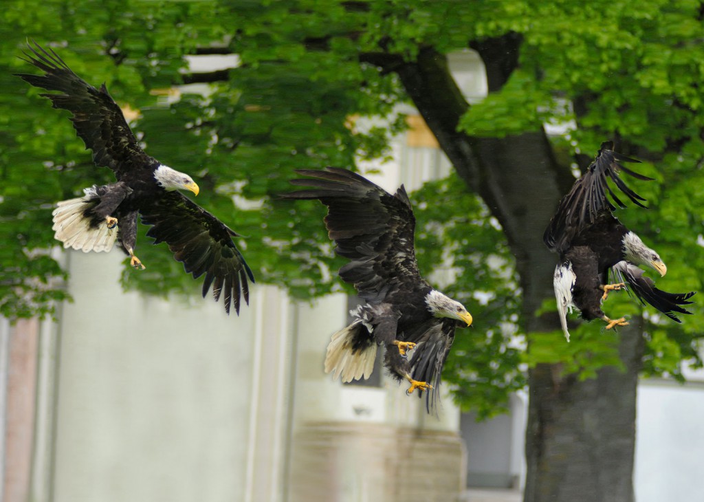 Weißkopfseeadler in Landeanflug