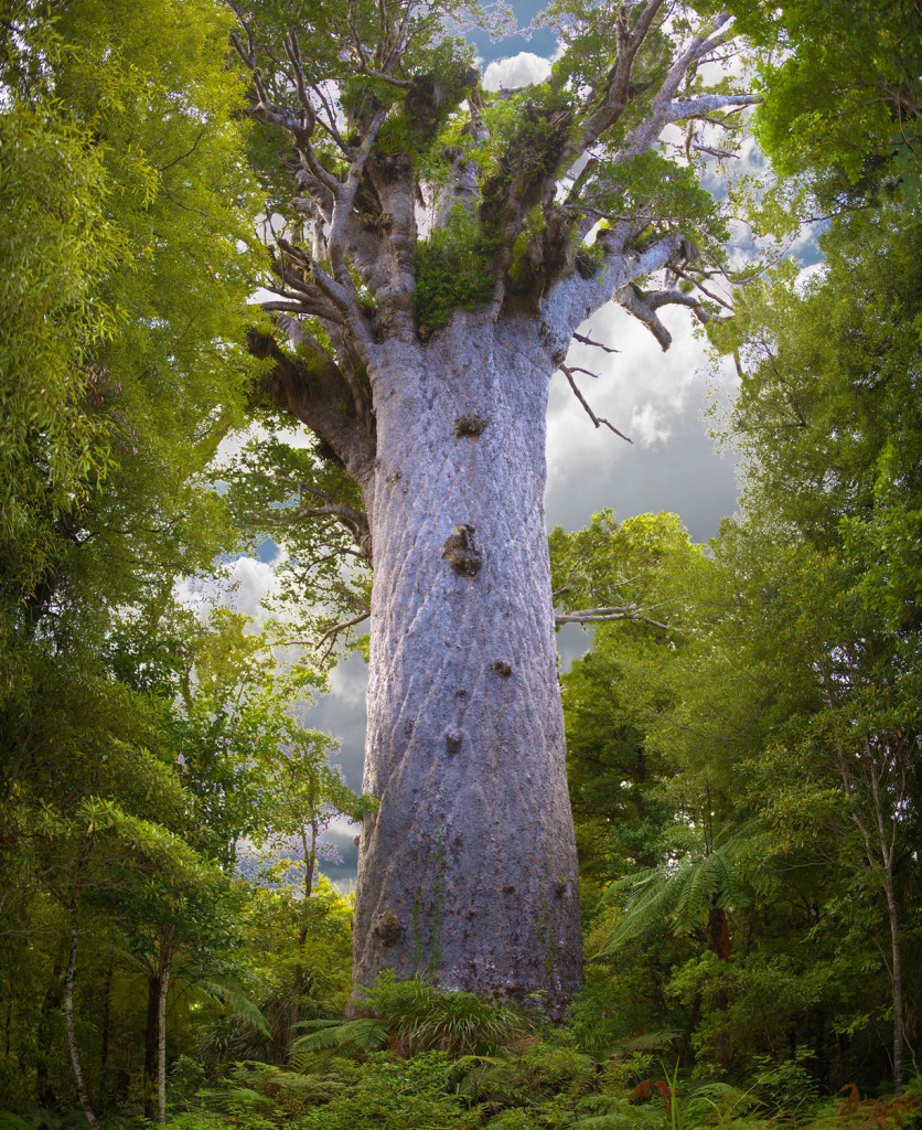 Ältester Kauribaum