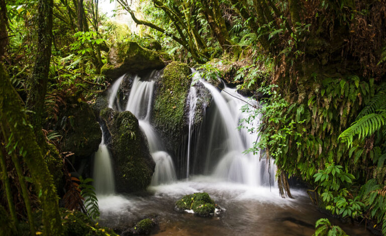 Faszination Wald<br /><small>beauty of forests</small>