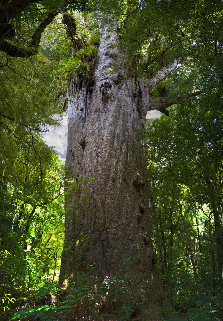 Zweitgrößter Kauribaum