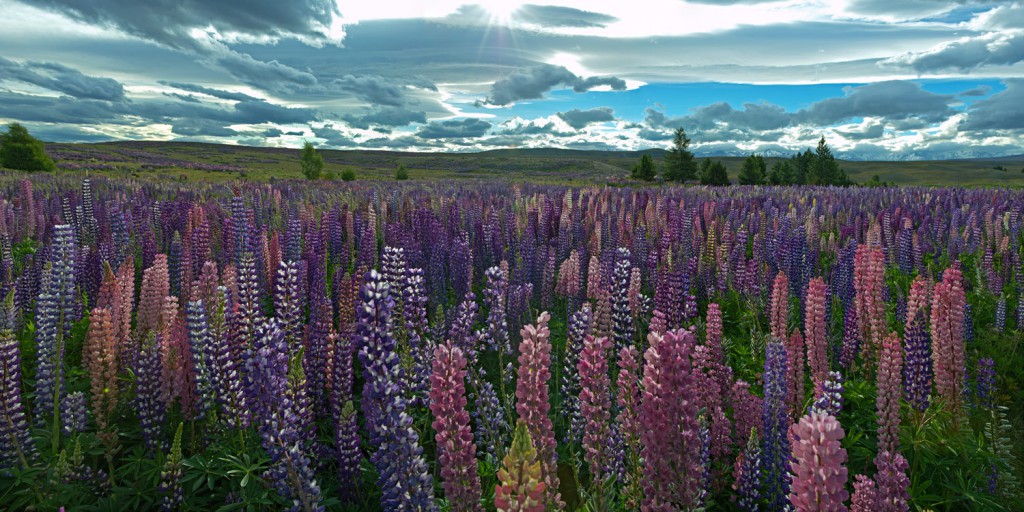 Lupinenfelder Neuseeland