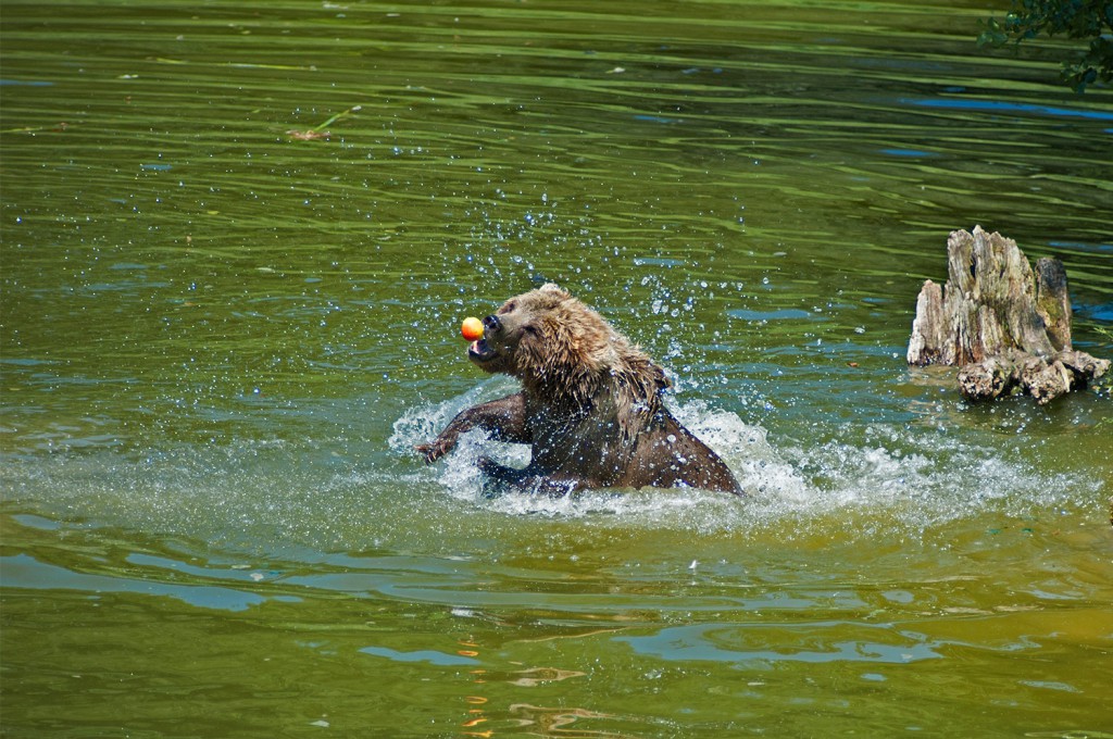 Braunbär beim Wasserbad