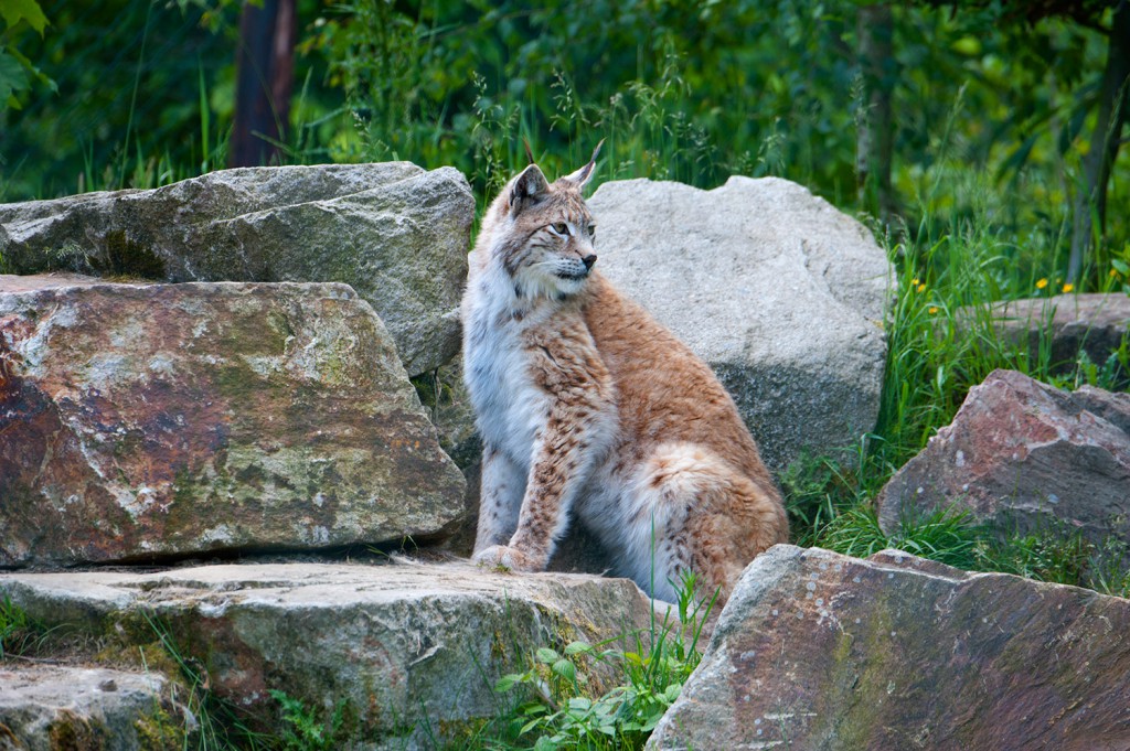 Luchs sitzend