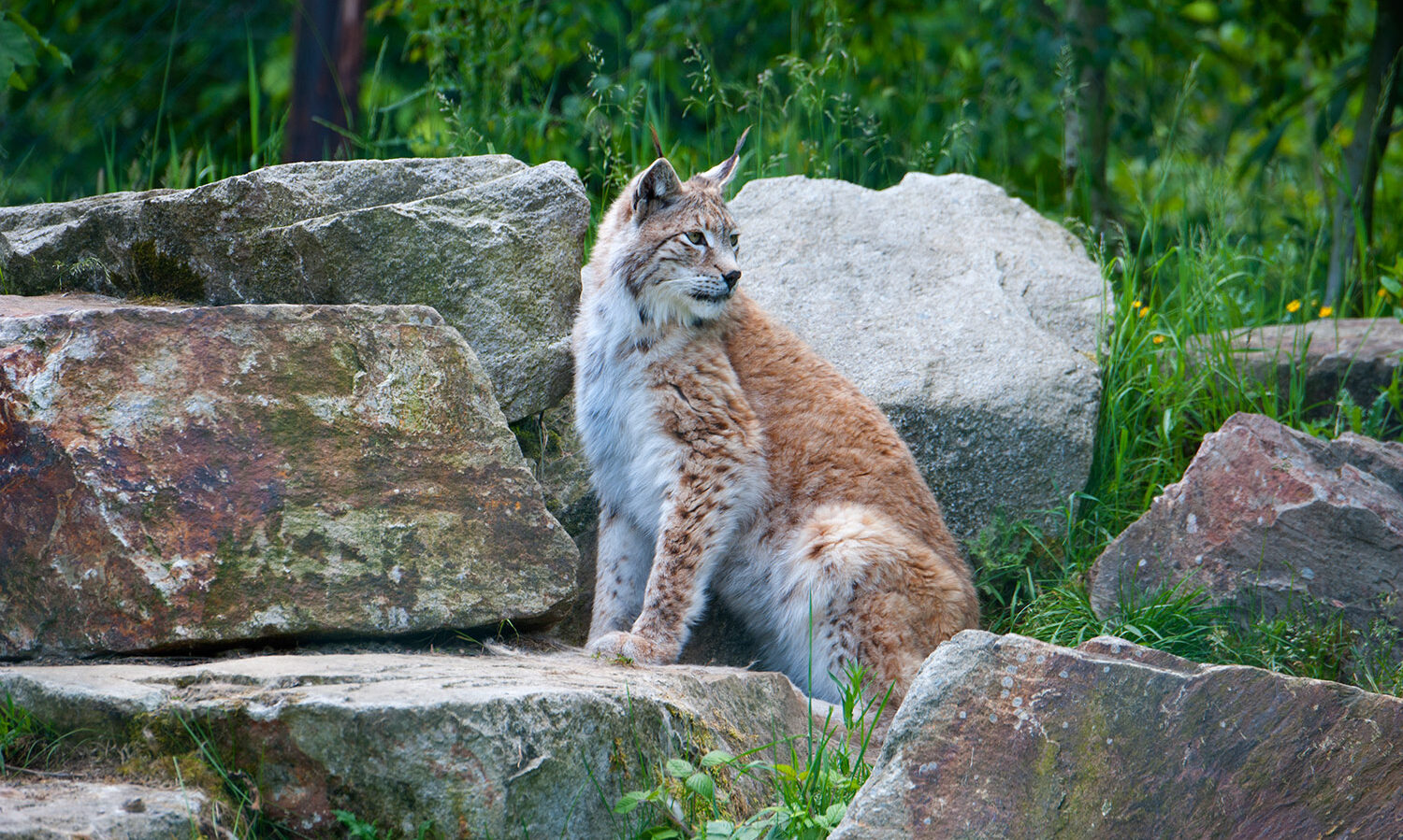 Luchs sitzend