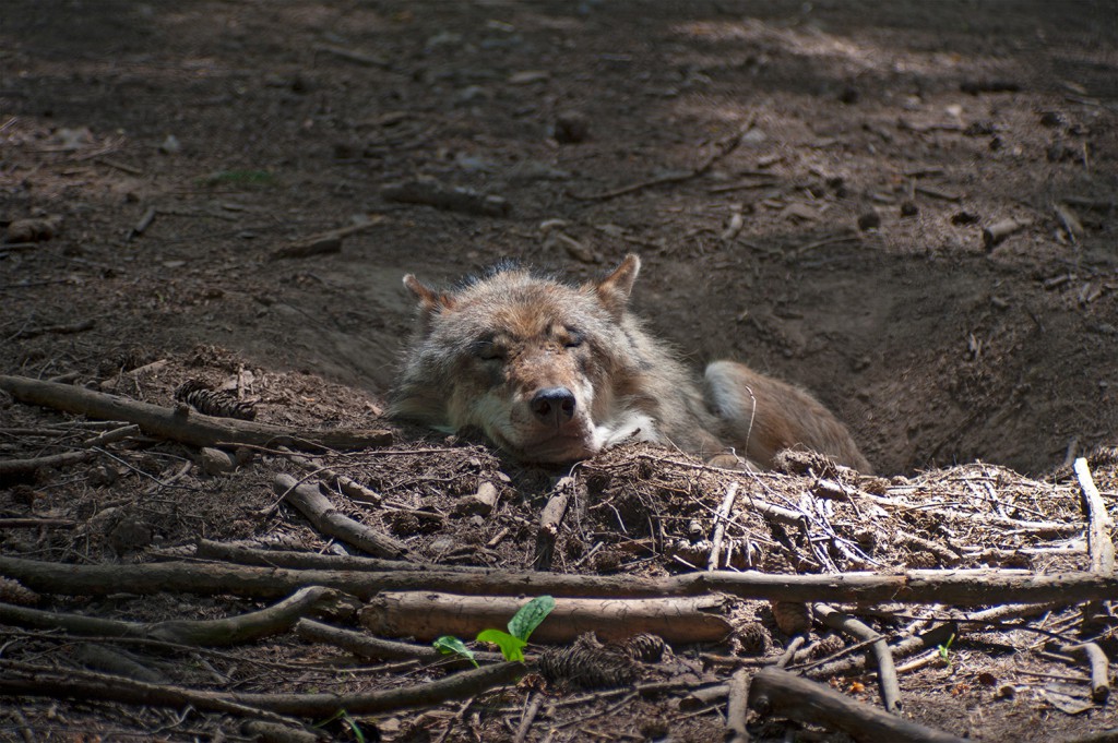 Wolf in Erdloch