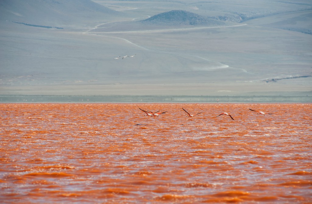 Rote Lagune Altiplano Bolivien