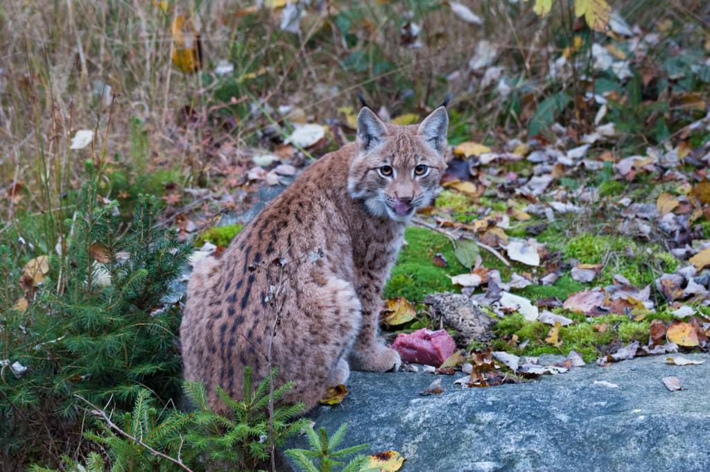 Luchs Jungtier