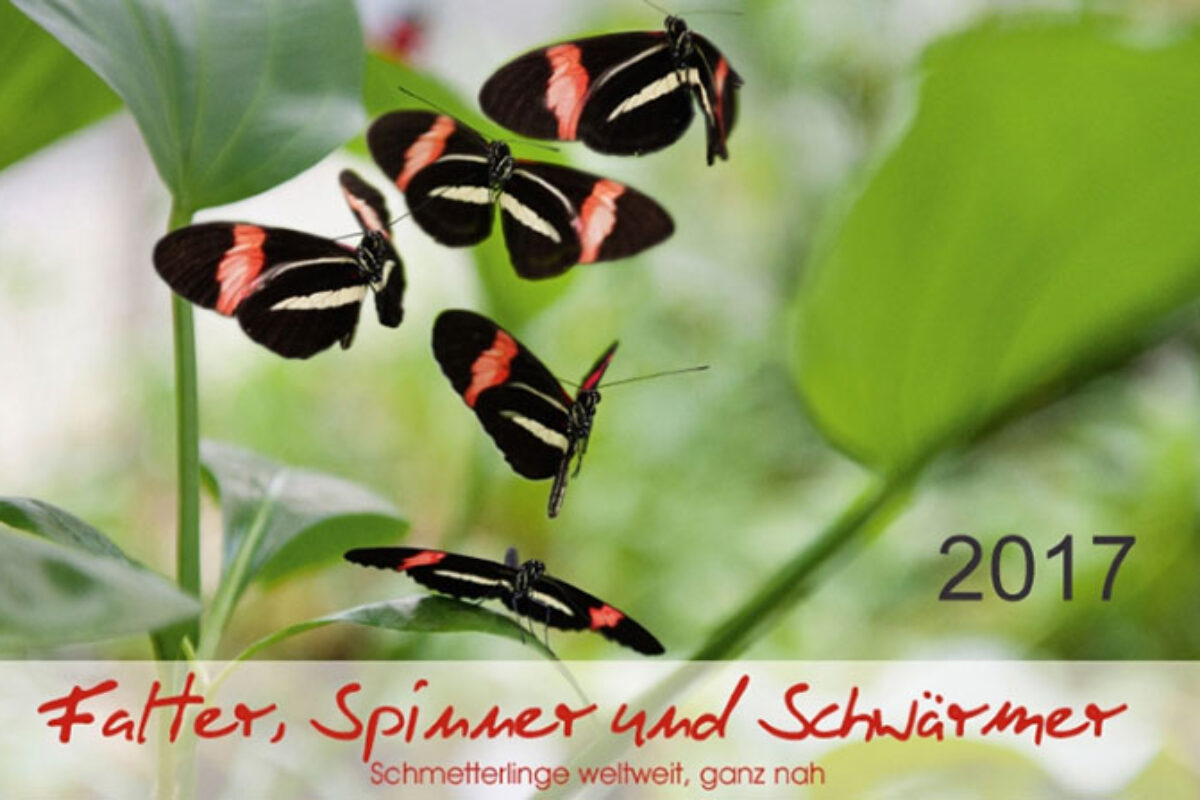 Falter, Spinner und Schwärmer – Neuer Kalender für 2017