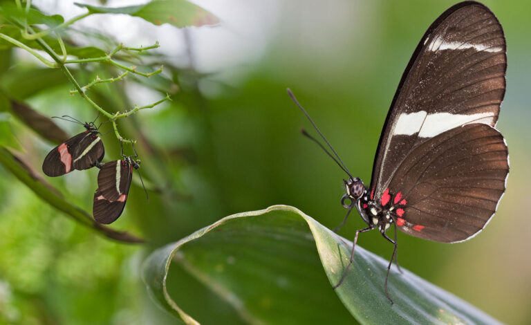 Schmetterlinge weltweit – ganz nah<br /><small>Butterflies and moths worldwide</small>